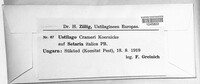Ustilago crameri image